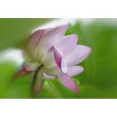 신부와 화관(花冠) 이미지