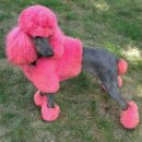 이쁜강아지 이미지