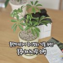 인계로 292번길 42-3 | 인테리어 식물 추천 홍콩야자 식물상점 비로소 배송 후기