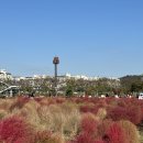 경남 양산 가볼만한 곳 황산공원 댑싸리 실시간 (24.11.03)