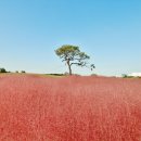 핑크뮬리 이미지