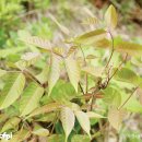 파로호느릅마을 이미지