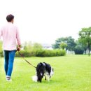 행복한 산책 이미지