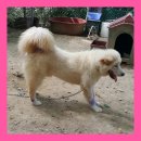 흑곰 Daum카페