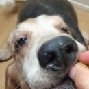 빵먹는 강아지 이미지