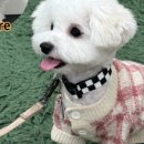 다시오개 이미지