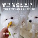 영양언니의 수제간식 | 리앤폴 강아지망고 황태 동결건조 수제간식 후기!