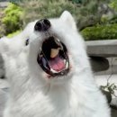사모예드 티코12 이미지