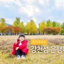 파란하늘빛어린이집 | 여주 가볼만한곳 강천섬 은행나무 :: 서울근교 경기도 가을여행