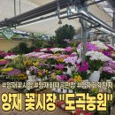 꽃과난 | 양재 꽃시장 화훼공판장 도곡농원ㅣ내돈내산 화분 구매 후기 주차 운영시간 가격