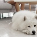 아이러브독강아지 - 포항시 남구 대이로 177 | 아이러브독강아지