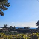 꽃과나무 | 서귀포 디저트 맛집 카페 모노클제주 동백꽃과 제주 치즈케이크 후기