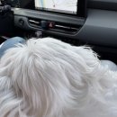 다남로 | (인천 계양) 개떼놀이터 인천점 / 입장료 없는 애견동반식당, 실외 애견운동장 / 인천 애견카페 후기