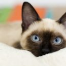 데본냥이 이미지