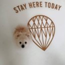 Stay here 이미지