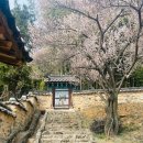 두곡리 은행나무 | 밀양_밀양향교, 천왕재휴게점