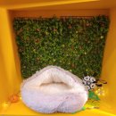 멍블랑 강아지분양 시흥배곧점 | [시흥] 배곧강아지분양 멍블랑 추천하는 이유!