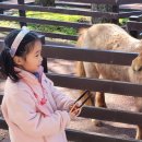 느린 학습자(경계선 지능장애) 이해하기 이미지