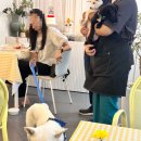 댕스베리 이미지