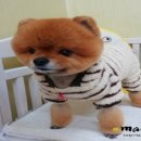 대명애견 이미지