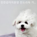 인천강아지분양 판도라독 가정분양 이미지