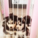 개네엄마 이미지