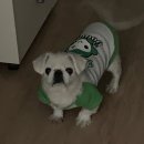 강아지 나라 이미지