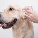 서울88동물의료원 이미지