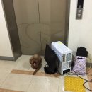 할매족발 이미지