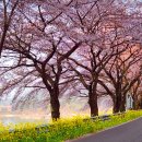 노량 해안도로길 이미지