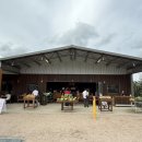 농장 추천 | The Persimmon Place &amp; Aviani Persimmon Farm 방문 후기 (감 따기, 가격, 주차, 꿀팁 총정리)