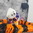 펫보드레 이미지