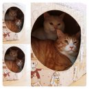 숑숑 그루밍 이미지