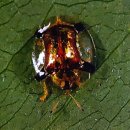 6.15 곤충강 _ 딱정벌레목2 (영어이름 Beetles, Weevils) 이미지