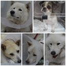 디스동물병원 이미지