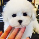 아이러브댕댕 이미지