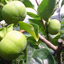 조정농장 이미지