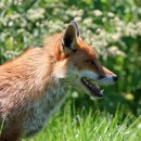 김밥천국(벌교) 이미지