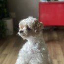 신참떡볶이 왕십리 뉴타운점 이미지