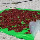 안도현농장 이미지