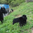 천국염소 이미지