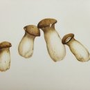 보타니컬아트(중급) 이미지