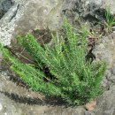 양기1 리 이미지