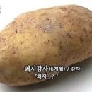 아까먹고또먹고 Daum카페