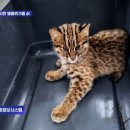 "고양이인 줄…" 멸종위기종 삵 안락사시킨 동물보호소 이미지