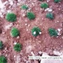 보리수 산장 이미지