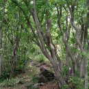 외연도5 이미지