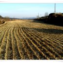 은행나무농장 이미지