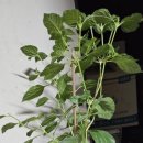 나무새 관광농원 이미지