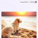 무지개투 이미지